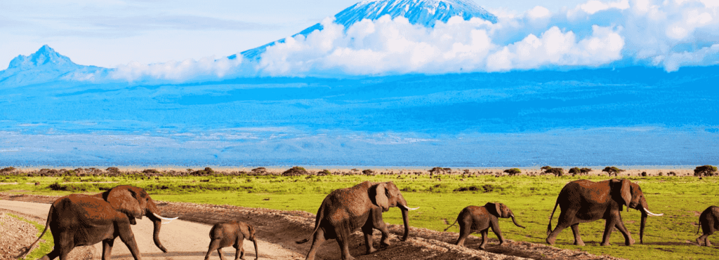 Holiday Sasa Gallery-Amboseli-001