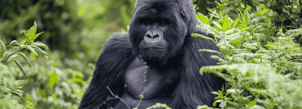 Holiday Sasa Gallery-Rwanda-002